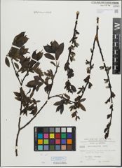 Foto von Salix mielichhoferi Saut.
